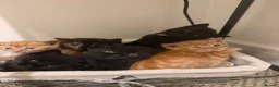 Mixed Breed cats for sale: Beautiful Kittens for Sale - Advert 12