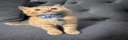 Mixed Breed cats for sale: Four gorgeous ginger kittens - Advert 5