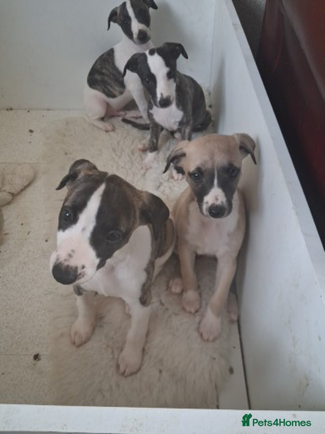 Whippet dogs for sale: Stunning whippet pups - Image 7
