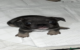 French Bulldog dogs for sale: READY NOW French bulldog puppies  - Advert 22