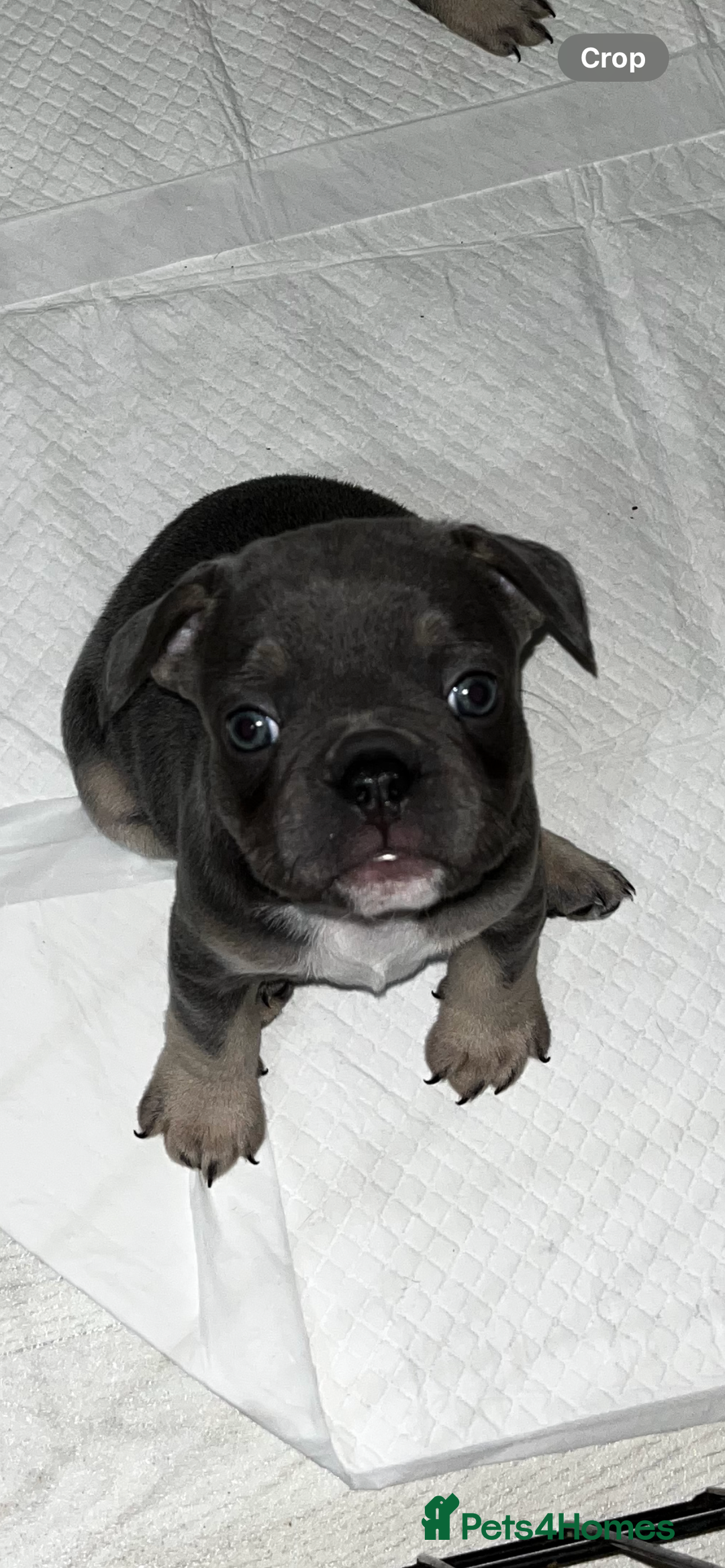 French Bulldog dogs for sale: READY NOW French bulldog puppies  - Advert 22