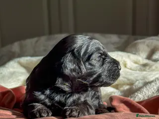 Australian Labradoodle dogs Five Australian Labradoodle puppies - Advert 3