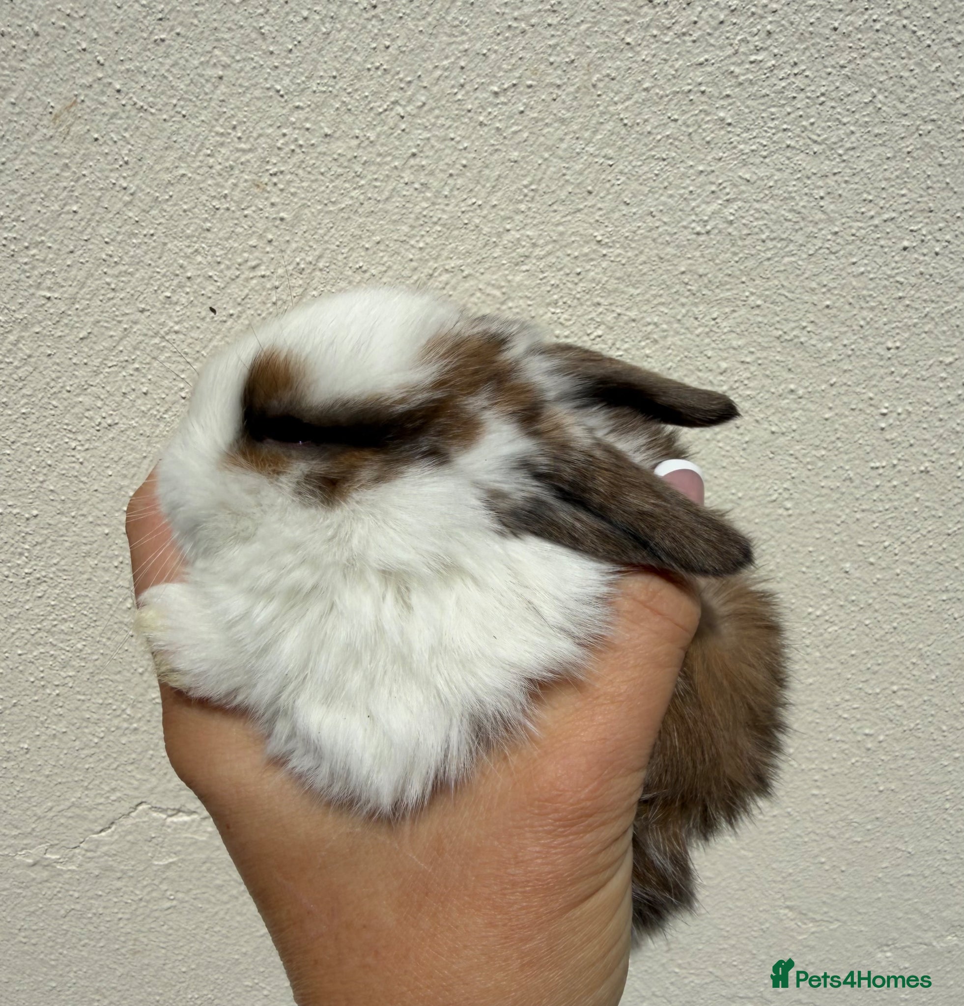 Mini Lop rabbits Purebred mini lops available to reserve - Advert 6