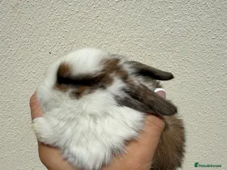 Mini Lop rabbits Purebred mini lops available to reserve - Advert 1