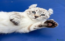 Savannah cats for sale: Breath taking wild looking girl  - Image 31