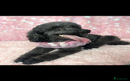 Cavapoo dogs for sale: Beautiful miniature cavapoo babies - Image 11