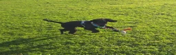 Sprocker dogs for sale: 5 Month Old Sprocker Spaniel Male. in Camborne - Advert 4