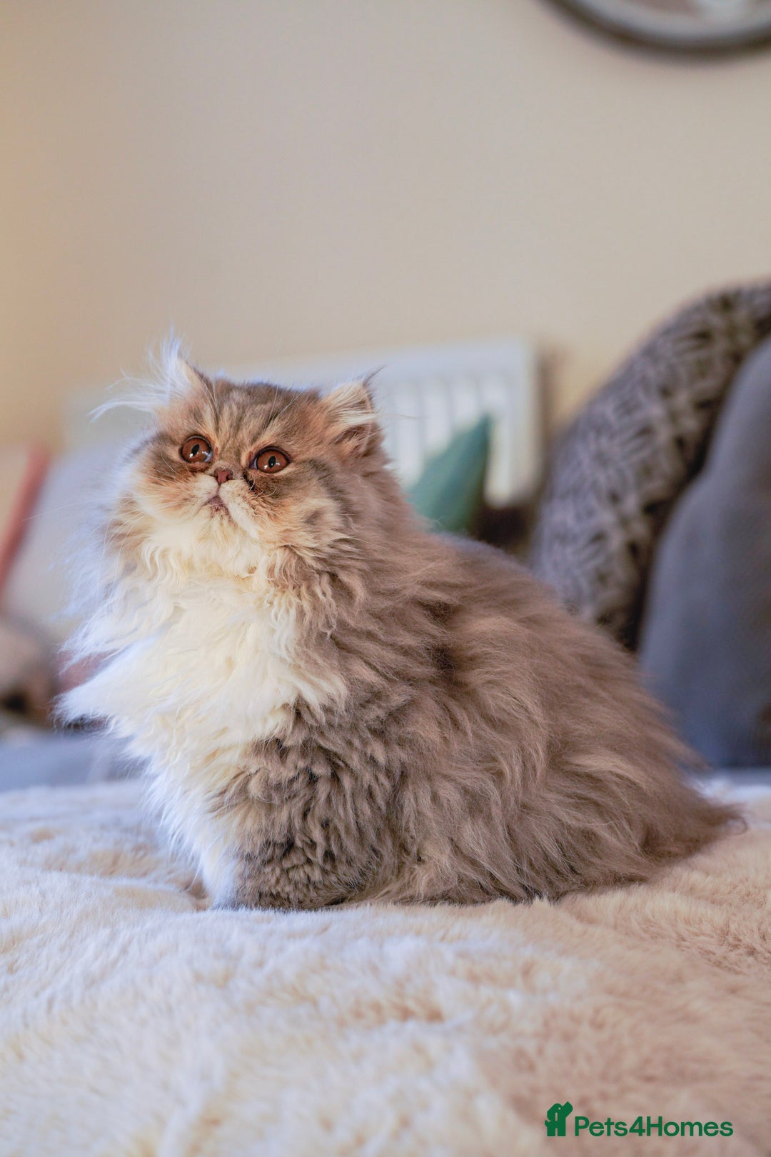 Exotic cats for sale:  1  long hair  Persian female left - Advert 3