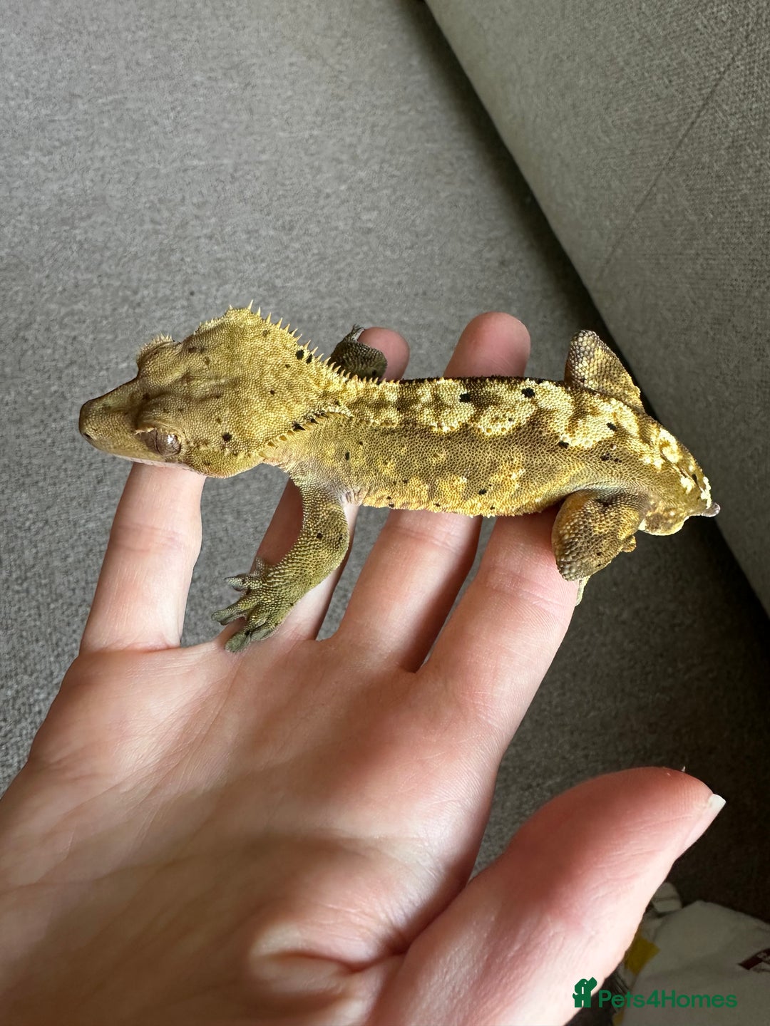 Gecko reptiles for sale: Crested gecko and full bioactive exo terra  - Image 7