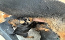 Border Terrier dogs for sale: Stunning border terrier puppy’s  - Image 4