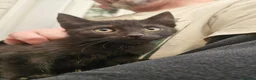 Mixed Breed cats for sale: KITTENS FOR SALE READY TO LEAVE NOW - Advert 22
