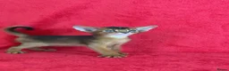 Abyssinian cats for sale: Beautiful GCCF Registered Abyssinian Kittens 💙❤️ - Advert 14