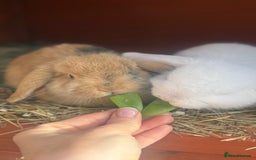 German Lop rabbits for sale: 9 month old German lops full set up  - Image 2