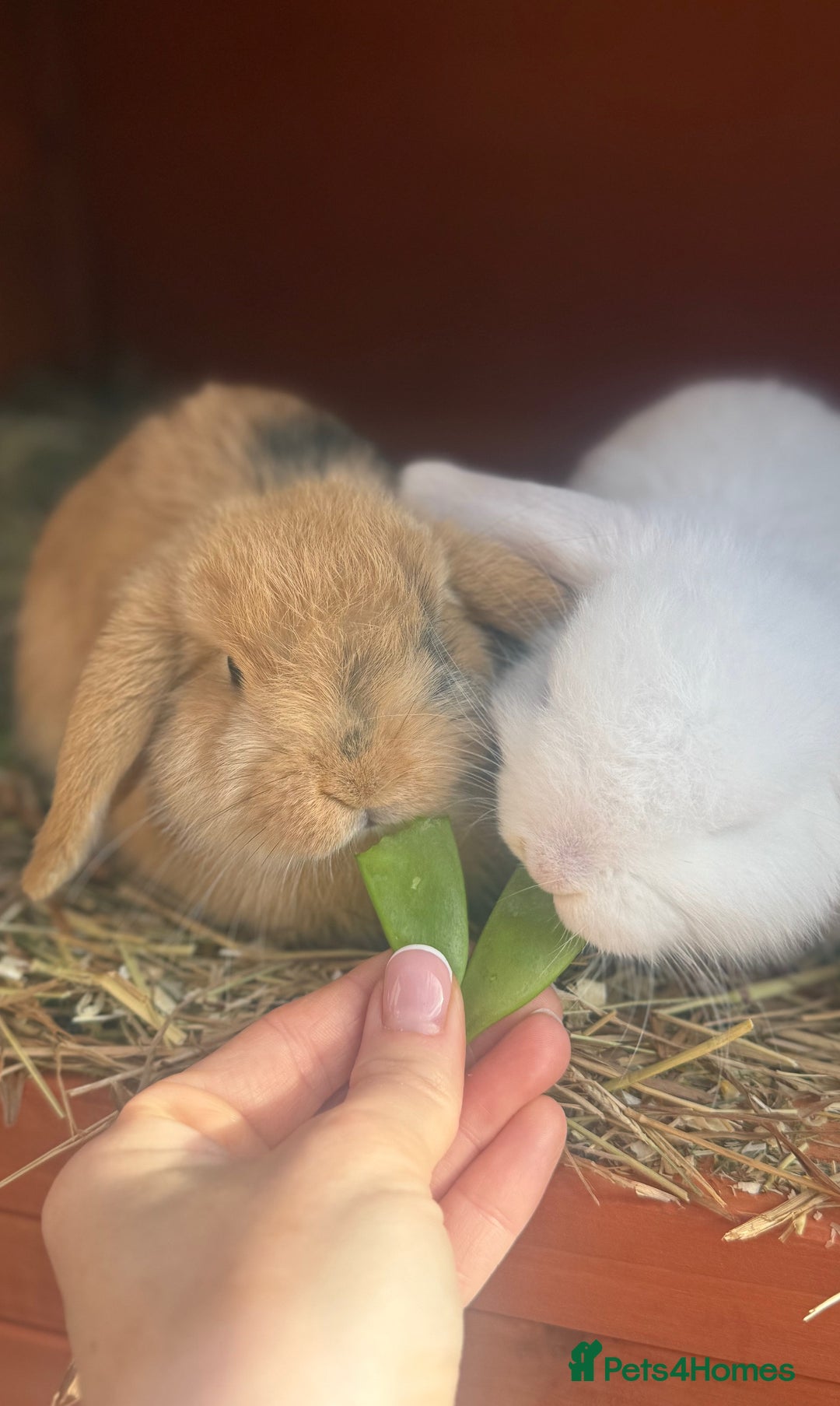 German Lop rabbits for sale: 9 month old German lops full set up  - Image 2