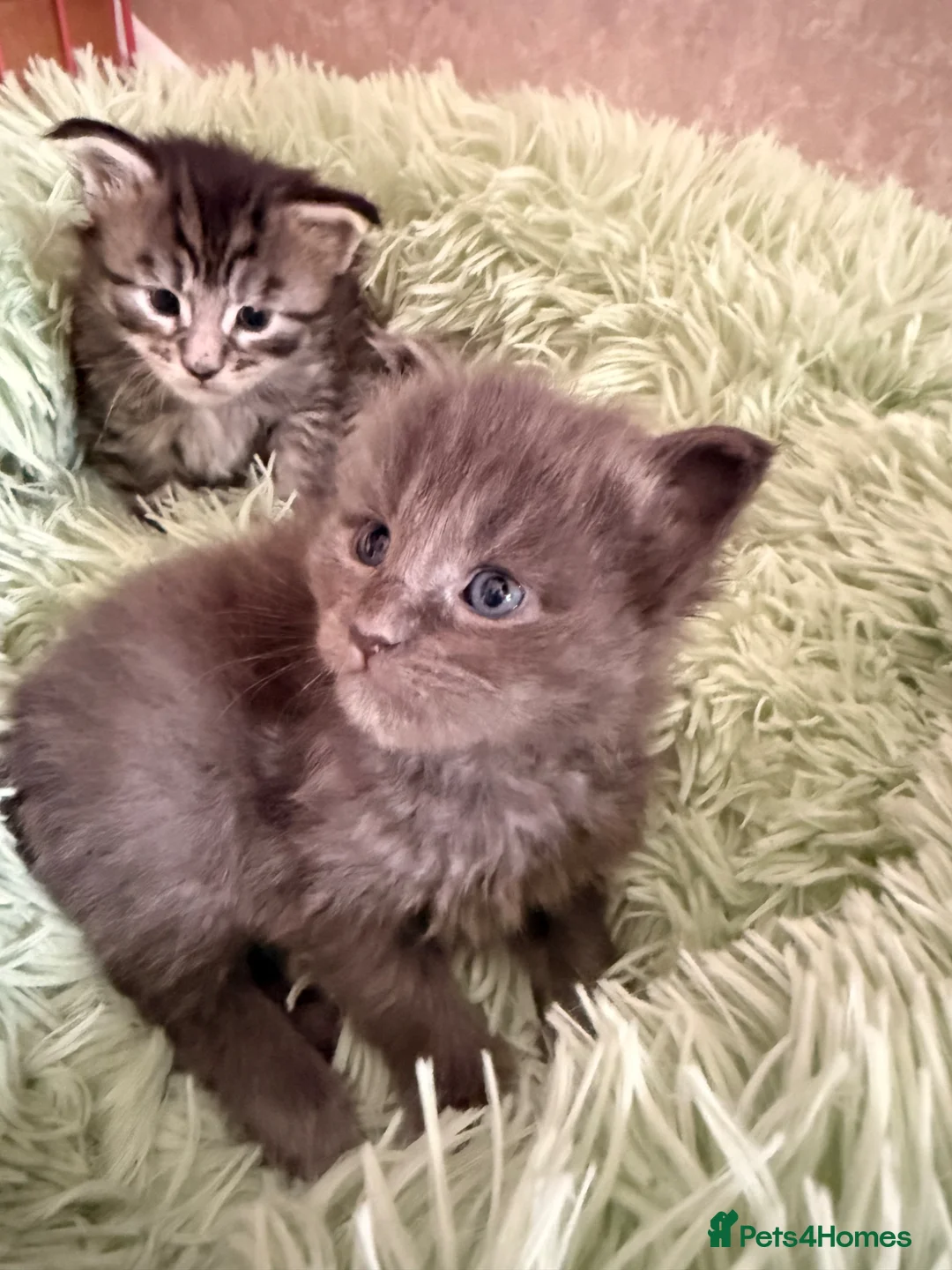 Maine Coon cats for sale: GCCF registered Maine coon boys - Advert 2