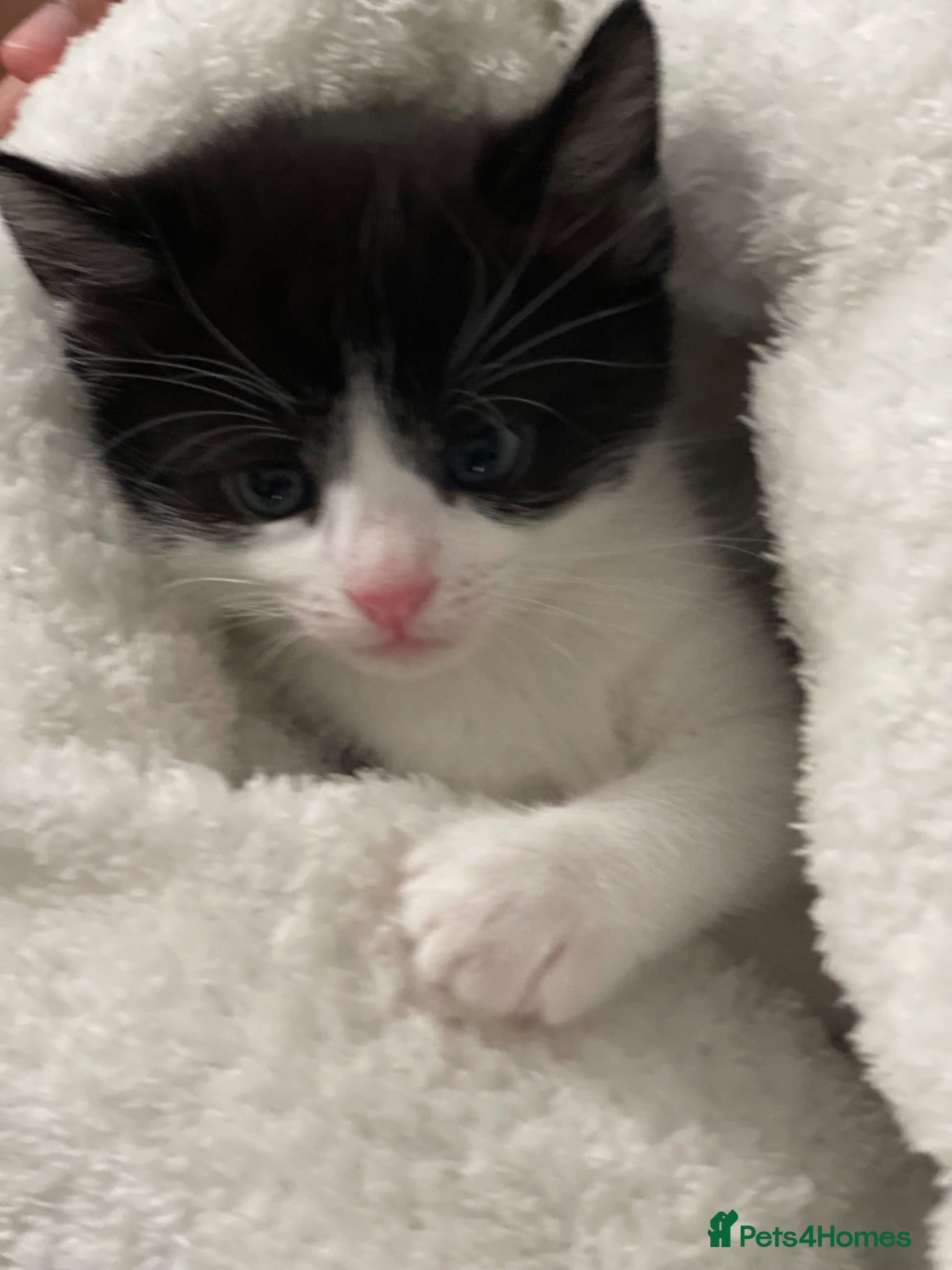 Mixed Breed cats 1 male and 1 female kitten  - Advert 1