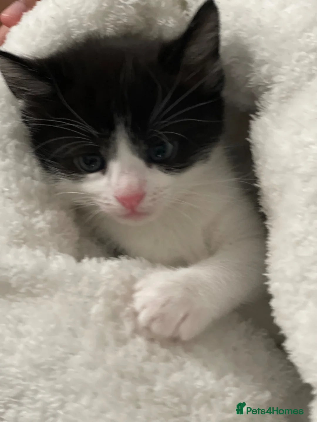 Mixed Breed cats for sale: 1 male and 1 female kitten  - Advert 1