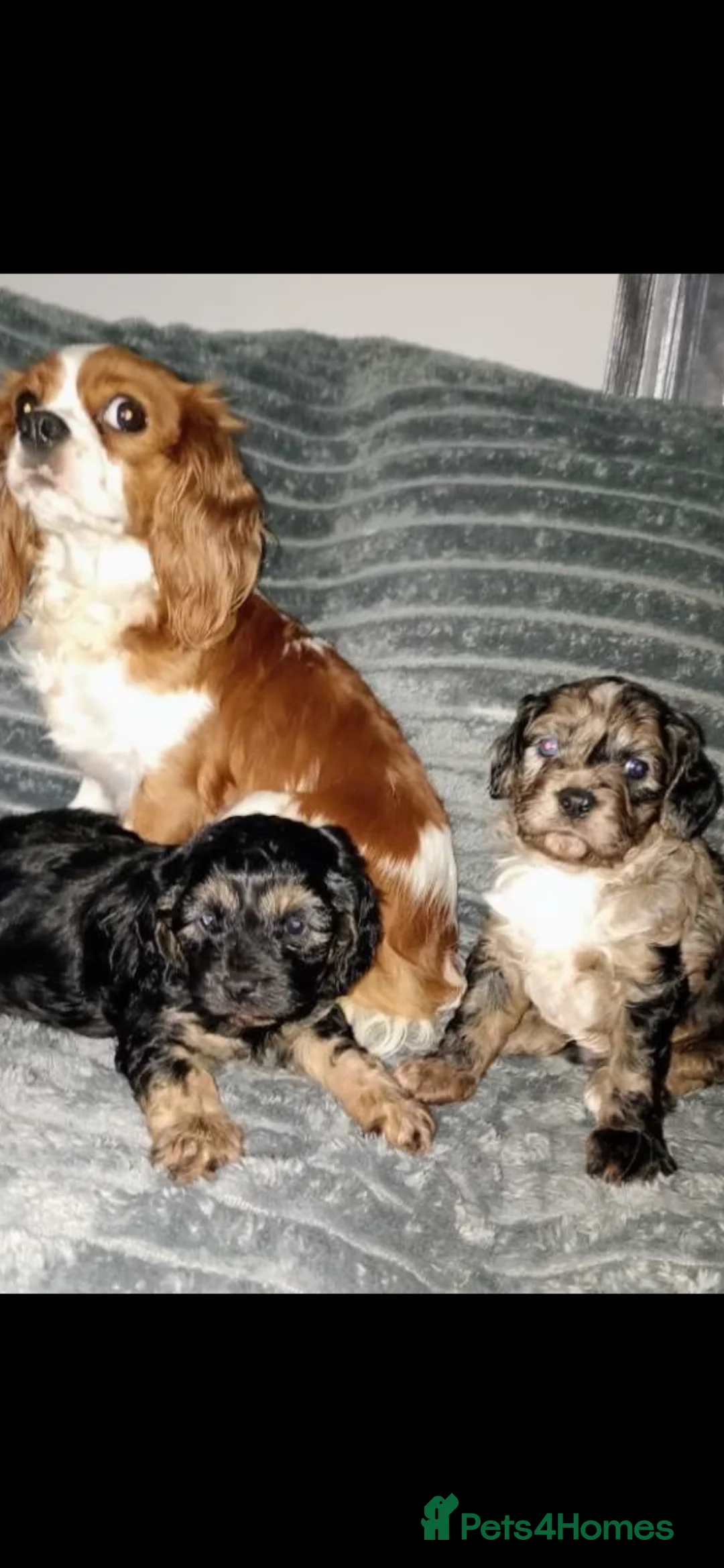 Cavapoo dogs for sale: Cavapoos boys and girls  - Advert 2