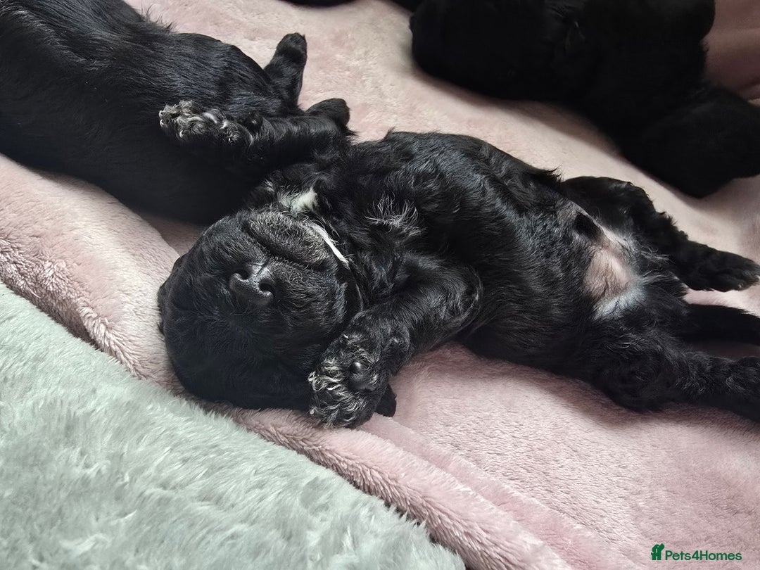 Shihpoo dogs for sale: 5 beautiful Shihpoo puppies - Advert 15