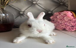 Netherland Dwarf rabbits for sale: Pure bred netherland dwarf babies  - Image 15