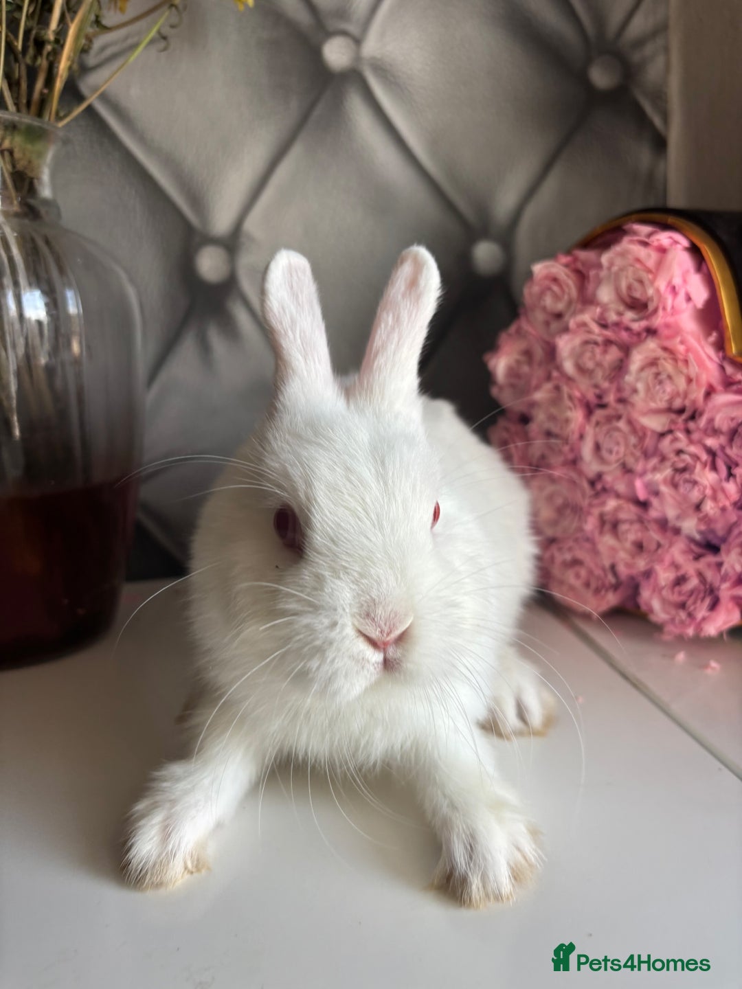 Netherland Dwarf rabbits for sale: Pure bred netherland dwarf babies  - Image 15