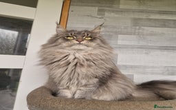 Maine Coon cats for sale: Maine coon kittens  - Image 22