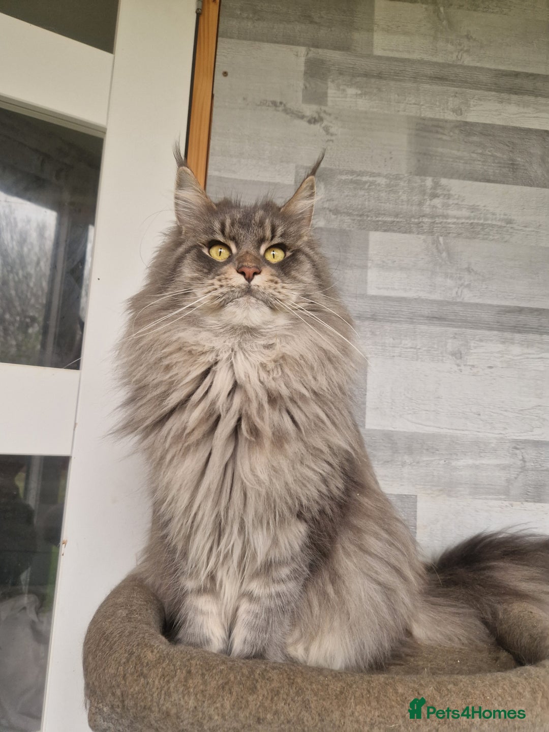 Maine Coon cats for sale: Maine coon kittens  - Image 22