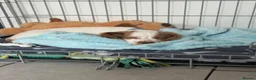 Cocker Spaniel dogs for sale: Cocker spaniel puppy - Advert 3