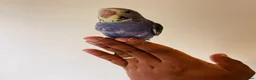 Budgerigars birds for sale: Hand reared budgies for sale  - Advert 3