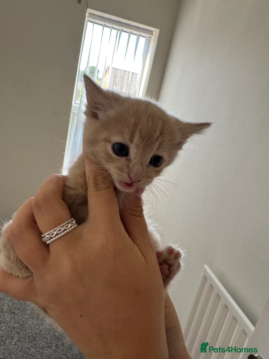 Mixed Breed cats for sale: Mixed break kittens for sale. in Walsall - Advert 2