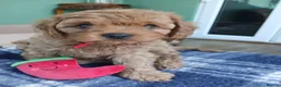 Cavapoo dogs for sale: Cavapoo puppies for sale - Advert 10
