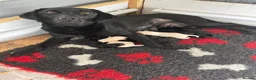 Labrador Retriever dogs for sale: Labrador puppies - Advert 1