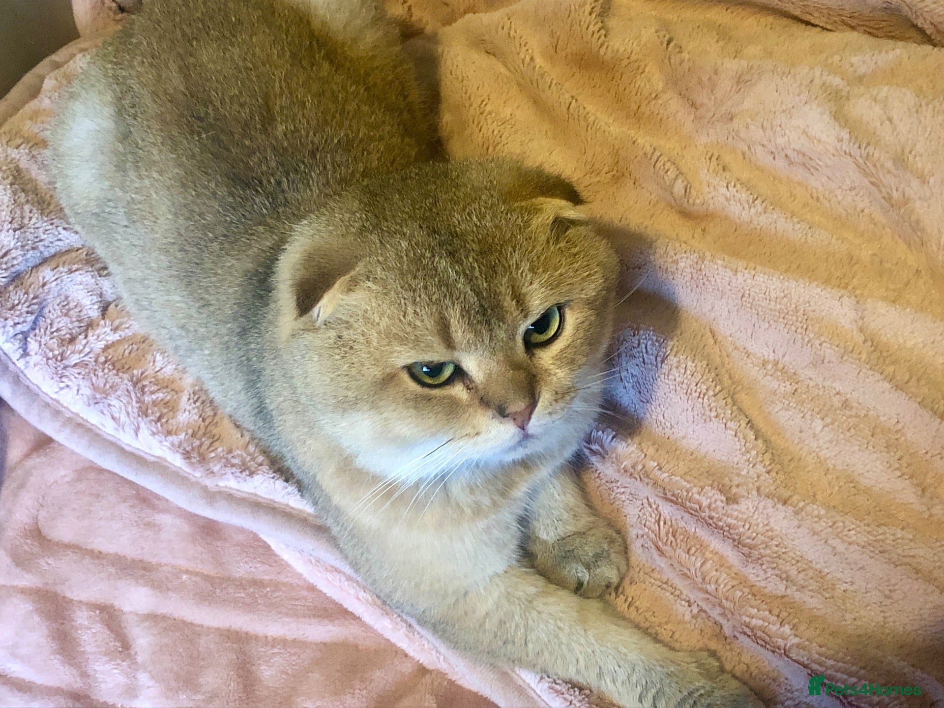 Scottish Fold cats for sale: Stunning Gold Sottish Fold make for sale  - Advert 5