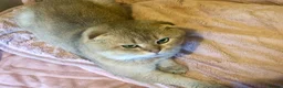 Scottish Fold cats for sale: Stunning Gold Sottish Fold make for sale  - Advert 1