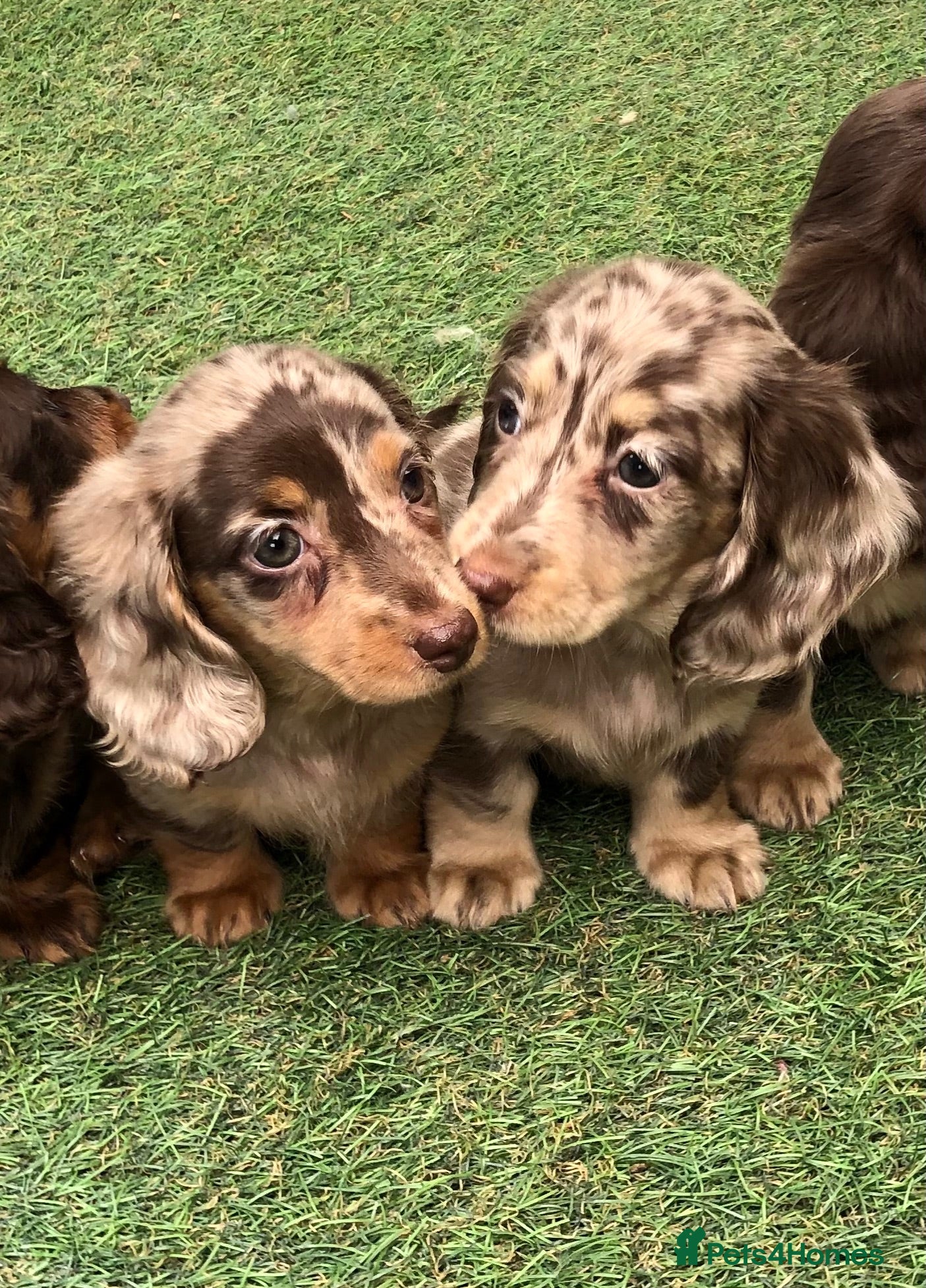 Miniature Dachshund dogs Miniature Longhaired dachshund puppy’s - Advert 2