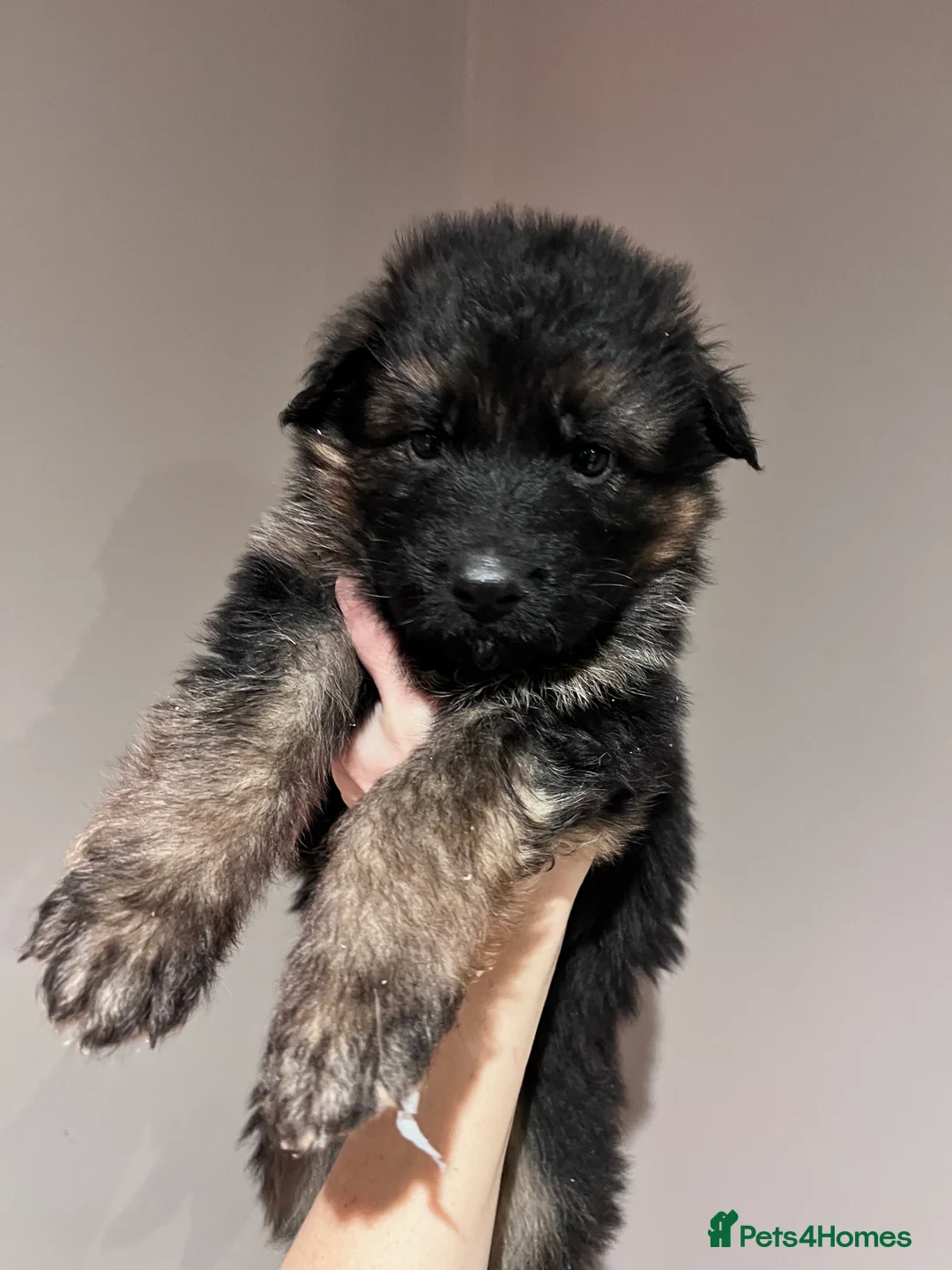 German Shepherd dogs for sale: Beautiful KC reg German Shepherd puppies for sale  - Advert 14