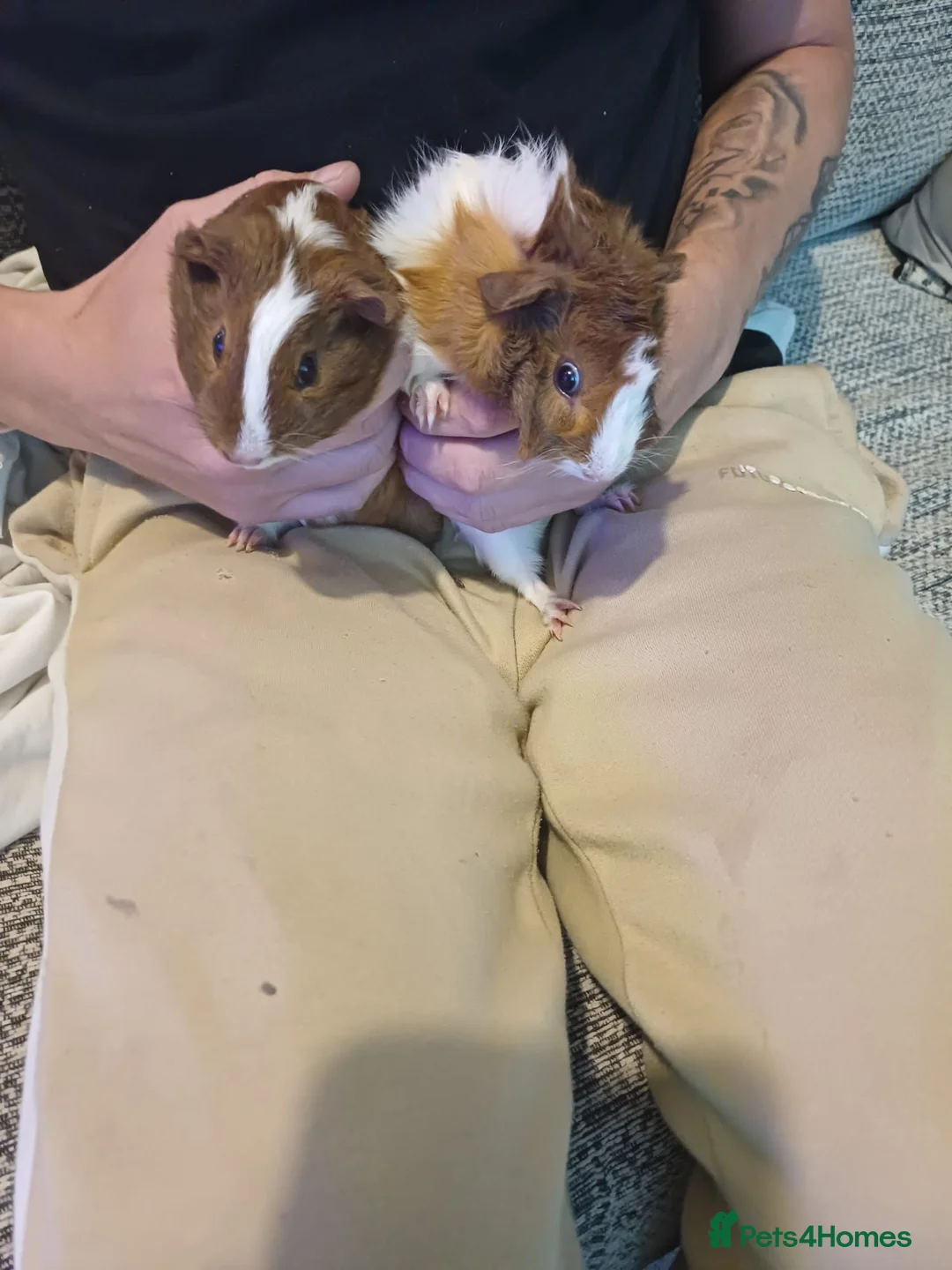 Guinea Pig rodents for sale: Two female guinea pigs for sale  in Chippenham - Advert 3