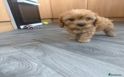 Cavapoo dogs for sale: 5 beautiful F1 cavapoo puppies - Image 8