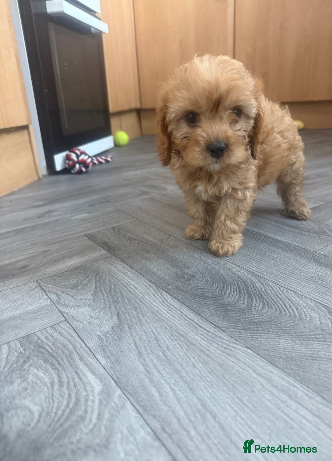Cavapoo dogs for sale: 5 beautiful F1 cavapoo puppies - Image 8