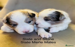 Border Collie dogs for sale: KC Reg (pending) Border Collie Puppies For Sale - Image 4