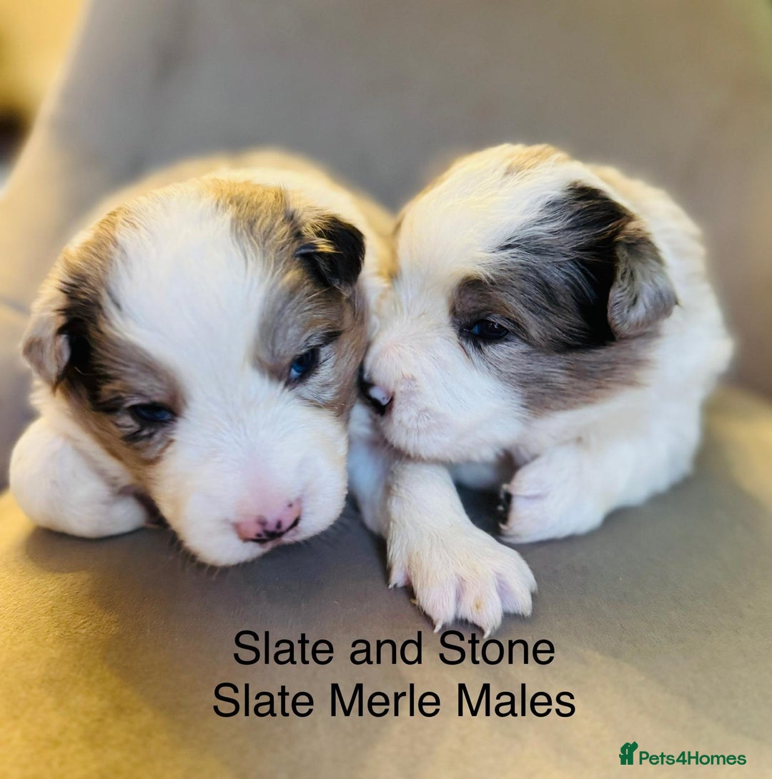 Border Collie dogs for sale: KC Reg (pending) Border Collie Puppies For Sale - Image 4