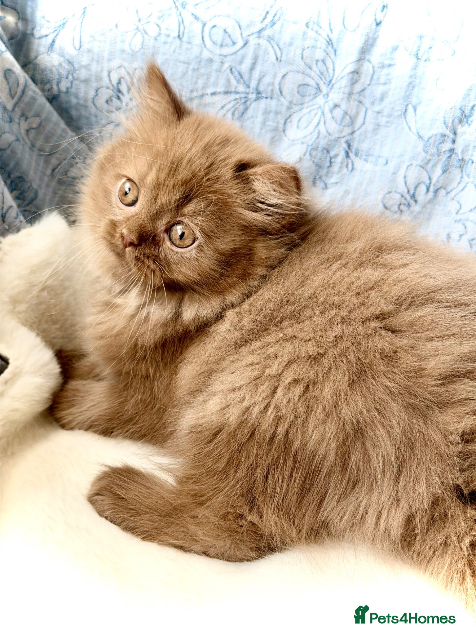 British Longhair cats Beautiful Cinnamon girls TICA registered  - Advert 2