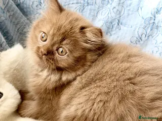 British Longhair cats Beautiful Cinnamon girls TICA registered - Advert 3