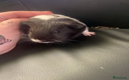 Guinea Pig rodents for sale: 2 female guinea pigs  - Image 3