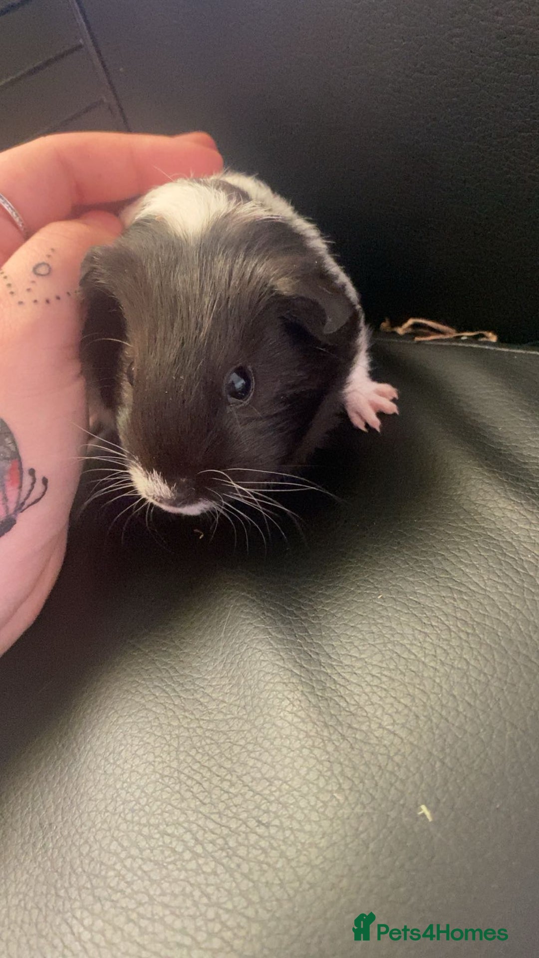 Guinea Pig rodents for sale: 2 female guinea pigs  - Image 3