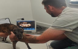 Whippet dogs for sale: Whippet pups  - Image 24