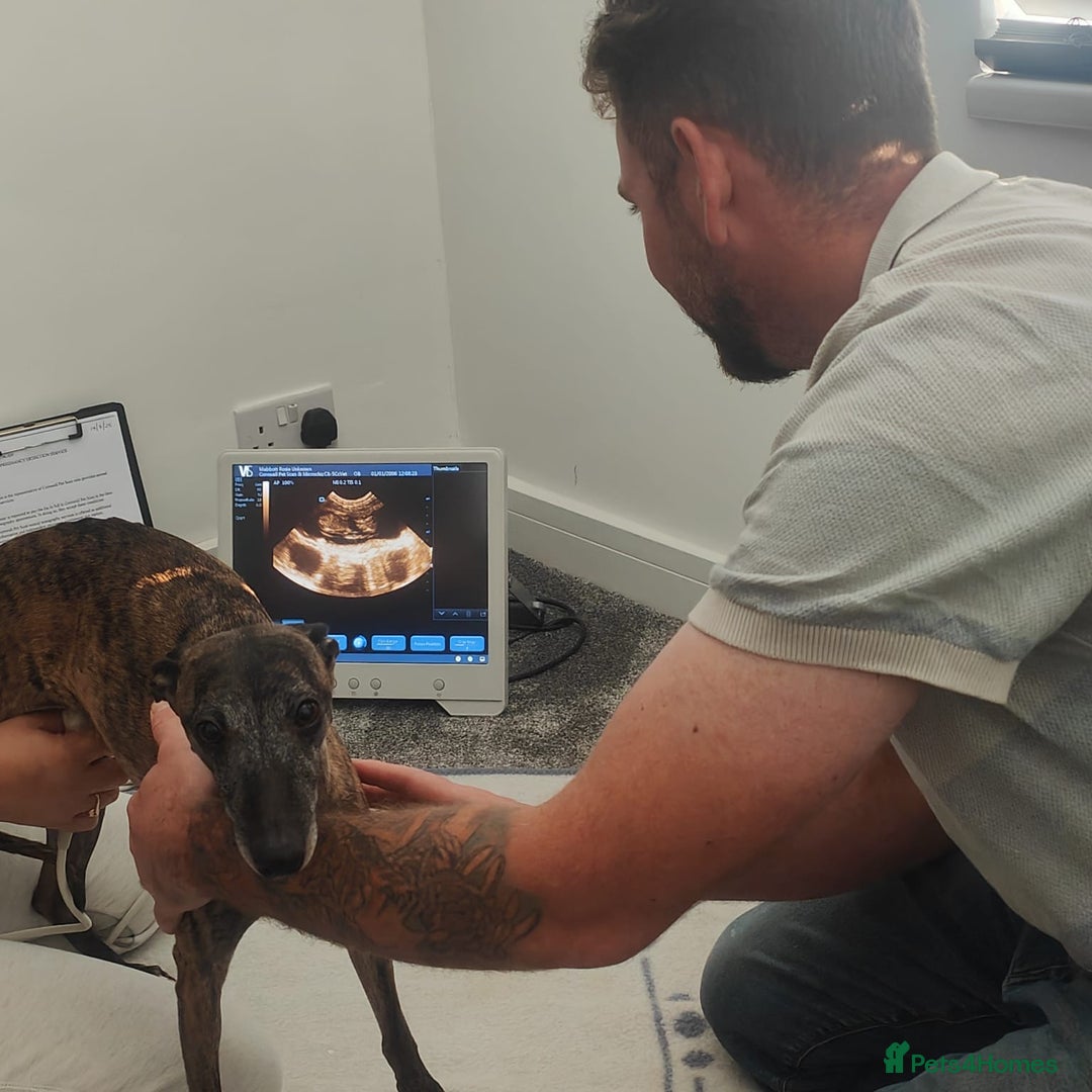 Whippet dogs for sale: Whippet pups  - Image 24