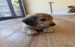 Miniature Dachshund dogs for sale: Beautiful Cream long haired Dachshunds  - Image 19