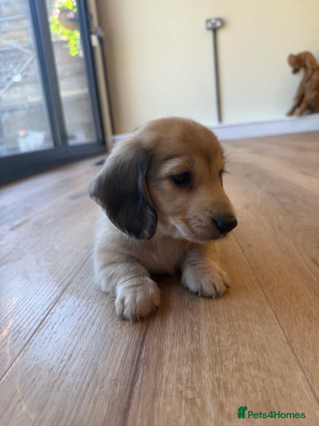 Miniature Dachshund dogs for sale: Beautiful Cream long haired Dachshunds  - Image 19