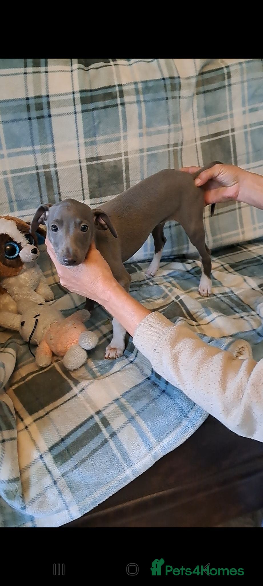 Italian Greyhound dogs KC registered Italian greyhound puppies 1 boy left - Advert 1